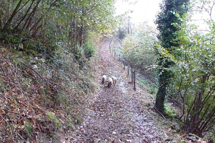 El SERIDA trabaja en un proyecto de investigación para mejorar el pastoreo sostenible de razas porcinas celtas en los castañares