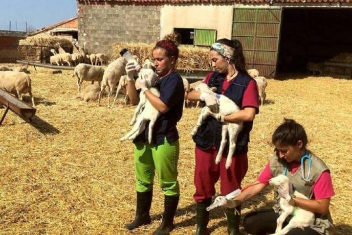 'Erasmus rural' o cómo producir gelatina de ‘gin tonic’ en un pueblo perdido