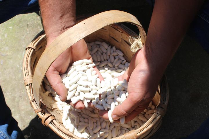 Asturias autoriza un gasto de 105 millones para las ayudas de la PAC, un 25% más que en 2020