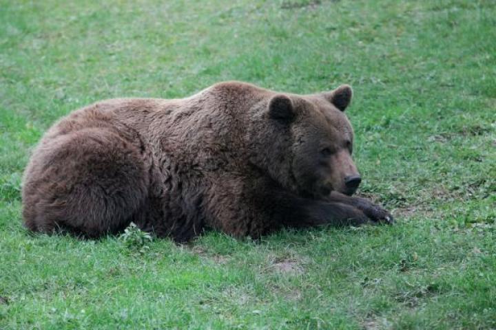 Muere un símbolo de la conservación en Asturias: la osa "Tola", de 29 años