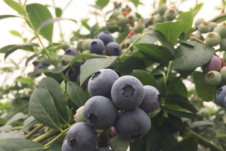 El Gobierno autoriza 104,12 millones de euros para los programas de desarrollo rural de las CCAA