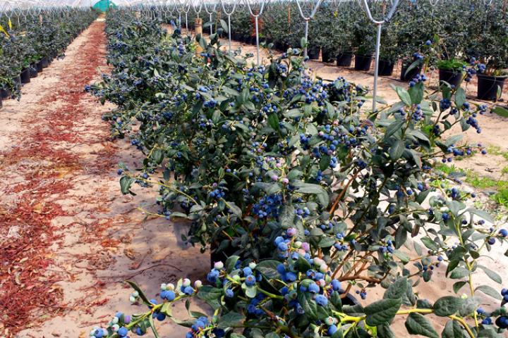 El Principado destina 16,4 millones a 453 proyectos LEADER, que generarán una inversión de 29,6 millones en el medio rural