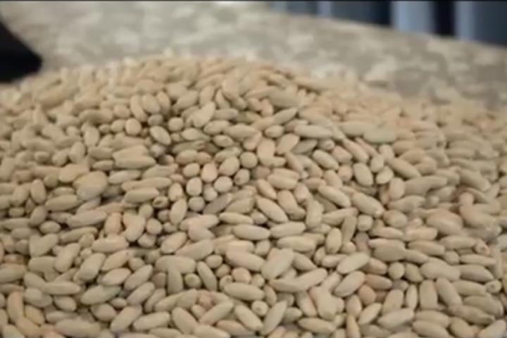 Apuesta LEADER para una faba de calidad