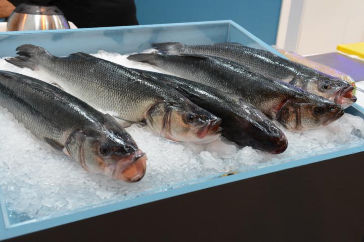 Convocadas ayudas a las Organizaciones de productores de la pesca y la acuicultura por valor de 5 millones de euros