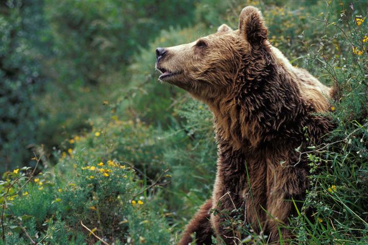 Las comunidades de la cordillera Cantábrica contabilizaron 41 osas con 73 crías en 2017