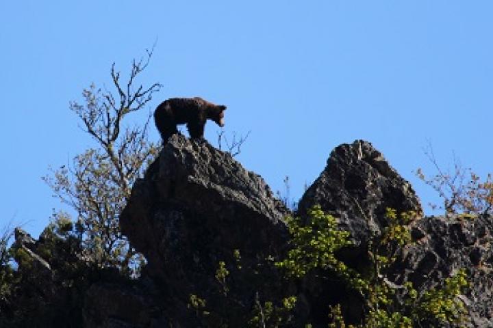 La población osera de la cordillera Cantábrica se consolida con 40 hembras y 67 crías en el censo de 2016