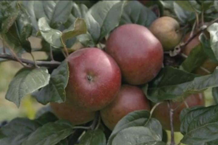 Sidra y ayudas LEADER, la mejora continua